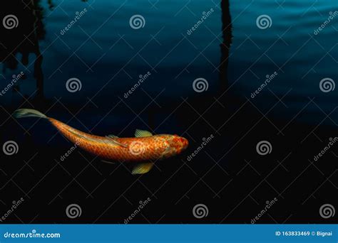 Peixes Japoneses Koi Nadam Em Lagoa Isolada Em Fundo Negro Imagem De