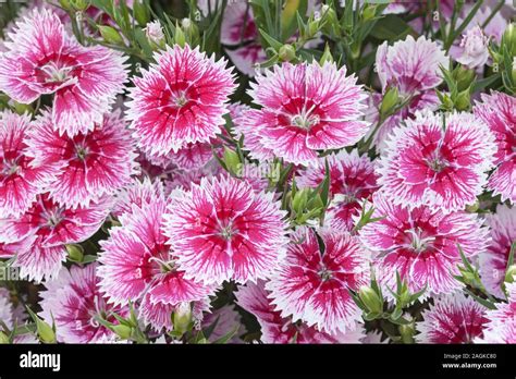 Dianthus Pink White Hi Res Stock Photography And Images Alamy