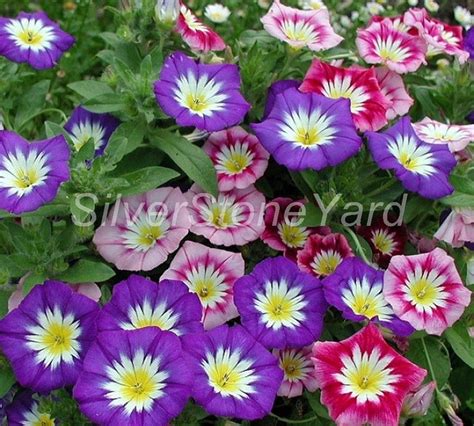 Convolvulus Seeds Convolvulus Mix Bindweed Tricolor Mix 1g Etsy