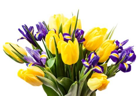 Spring Flowers Detail White Blue Flora Png Transparent Image And