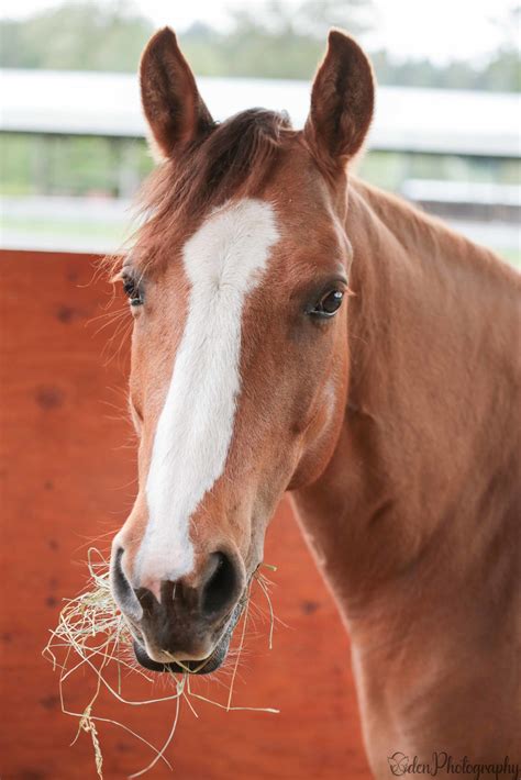 Lovely Lacey's Portrait Update | Save a Forgotten Equine (SAFE)