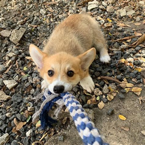 15 Corgi Puppies Who Are So Adorable Youll Believe In Love Again