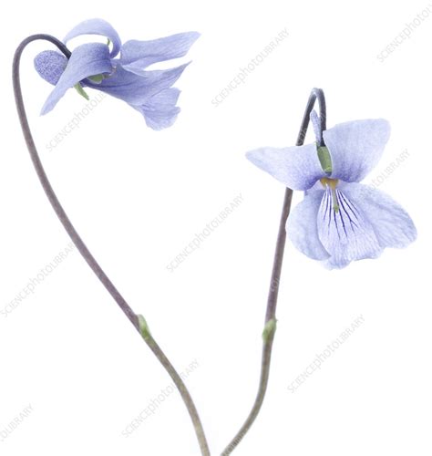 Alaska Violet Viola Langsdorfii Flowers Stock Image C0417875