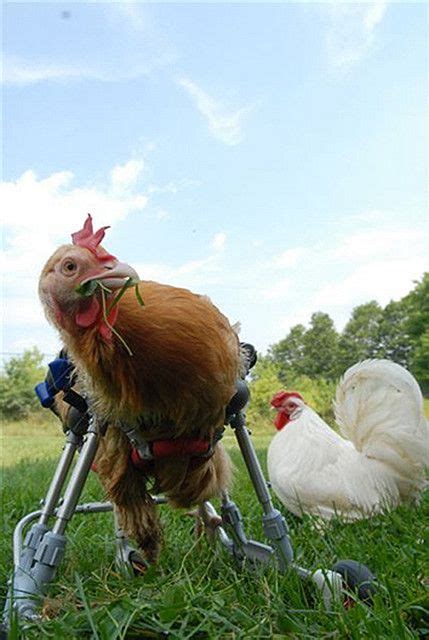 Handicapped Chicken In A Wheelchair Galline Polli Cani E Cuccioli