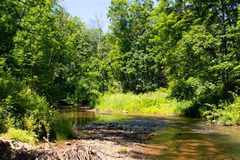 Creek Flowing Through The Woods On A Sunny Day Stock Image Image Of