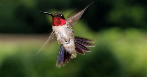 Ruby-Throated Hummingbird - A-Z Animals