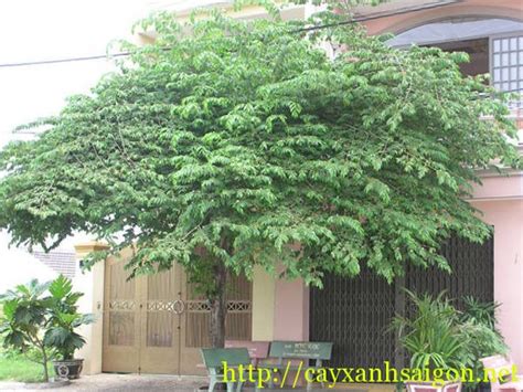 cay trung ca cay xanh sai gon