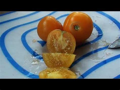 Томат Золотой Король урожайный и полный восторг от вида и вкуса - YouTube