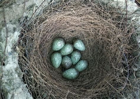 Magpie Life Cycle Nest Building To Fledging And Everything In Between