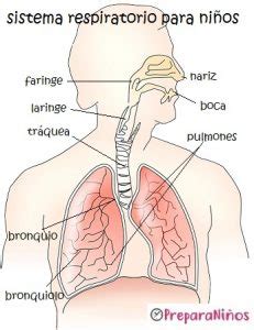 El Sistema Respiratorio Para Niños De Tercer Grado Actividad del Niño