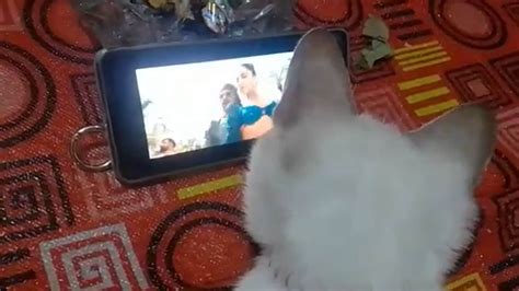 Srks Reply To Clip Of Cat Watching Jhoome Jo Pathaan Goes Viral