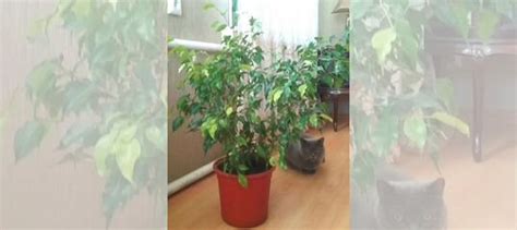 Фикус купить в Ростове-на-Дону | Товары для дома и дачи | Авито