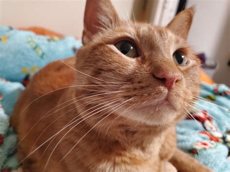 Beware Fellow Citizens There S Porn Bots Lurking Below This Post So Here Is A Photo Of My Cat