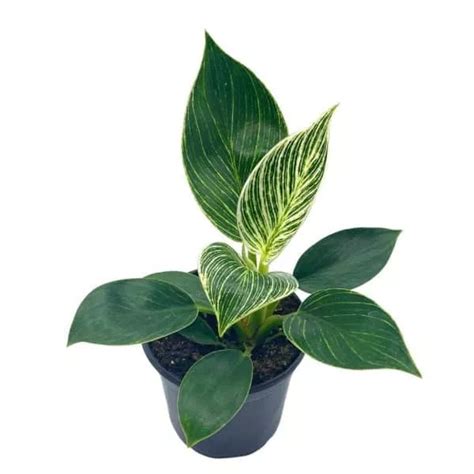 Dracaena Warneckii Plant Care Guide Plantly