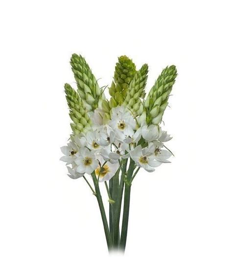 Орнитогалум | Купить недорого с доставкой по СПб - Newflora