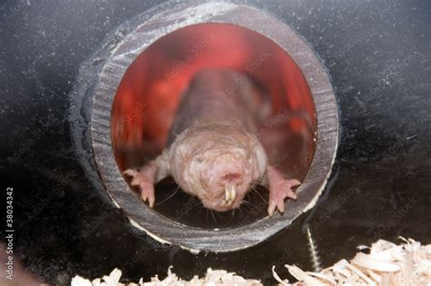 From The Hell Naked Mole Rat Heterocephalus Glaber Stock Photo Adobe Stock