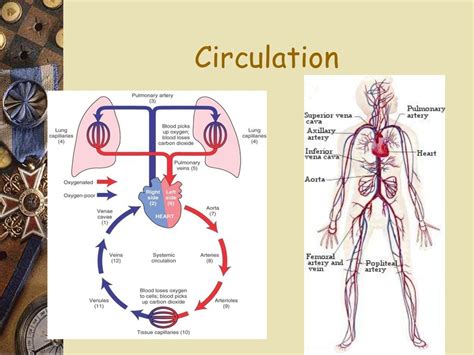 circulation respiration chapter
