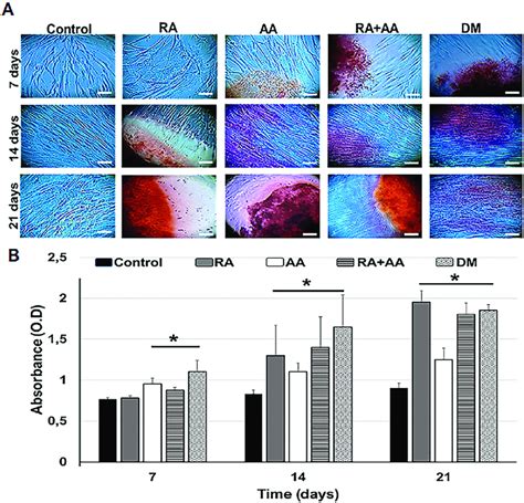 quantification  mineralization  mineralization determined