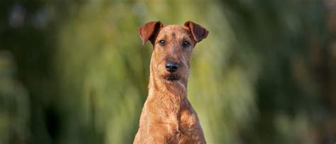 Irish Terrier Dog Breed Complete Guide A Z Animals
