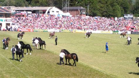 Royal Welsh Cob Section D Senior Class 22 07 2015 Builth Wells Youtube