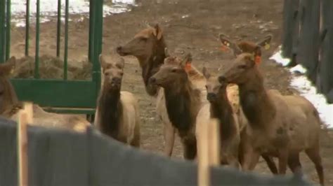 Rmef Helps Fund Elk Restoration In Wisconsin Youtube