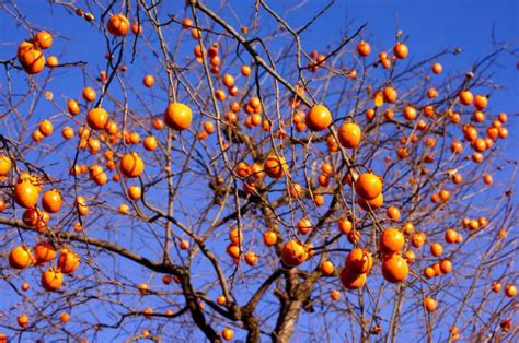 Как выглядит хурма шарон