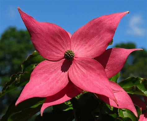 Scarlet Fire Is A Healthy Kousa Dogwood For Small Spaces Horticulture