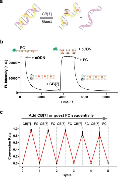 Reversible Control Of Dna Duplex Hybridization By Cb 7 A Dna Duplex