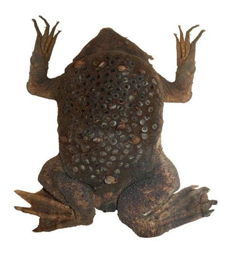 Почему жабу Суринамская пипа Заходер навал исключительно нежной мамой?