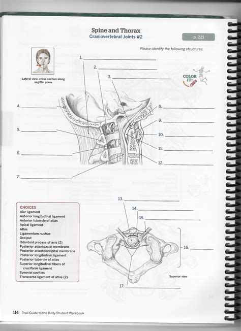 Craniovertebral Joints 2 Diagram Quizlet