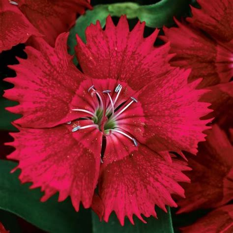 Ideal Select™ Red Hybrid Dianthus Seeds Seedsheirloom