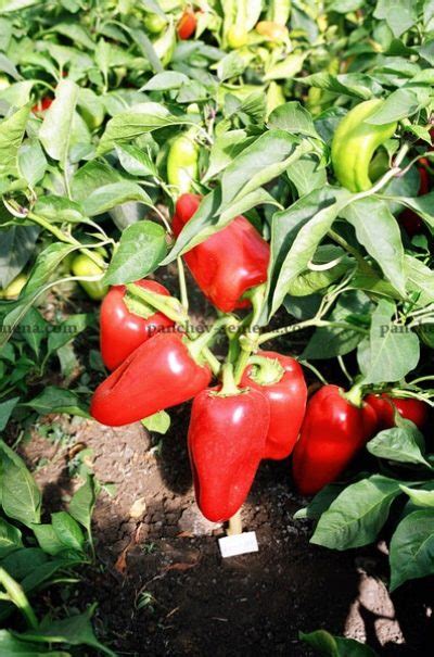 Перец полет уральский дачник