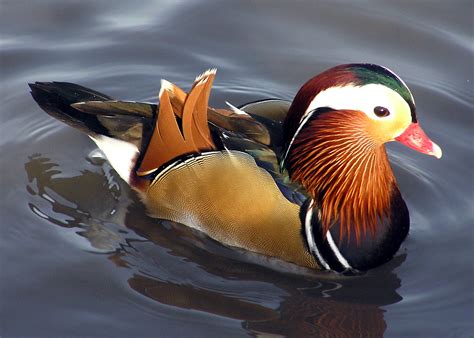 Mandarin Duck