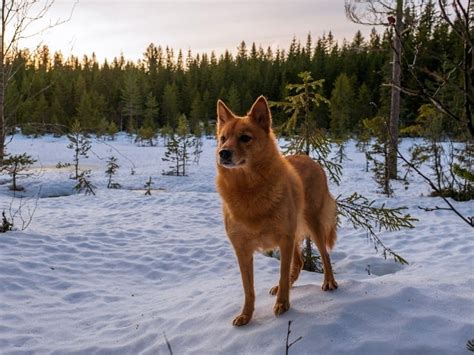 Finnish Spitz | Breed Info: Pics, Puppies, Traits & Facts | Hepper