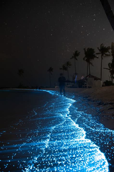 Bioluminescent Bay At Night
