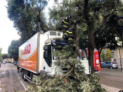 Grosso Ramo Si Spezza E Colpisce Camion Tragedia Sfiorata In Pieno