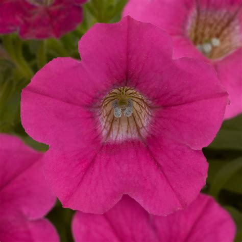 Petunia Rose - Schneider BV - Schneider, Young plant and Seed ...