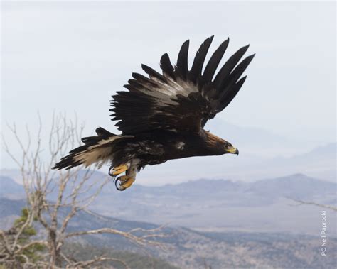 Golden Eagle Programs – HawkWatch International