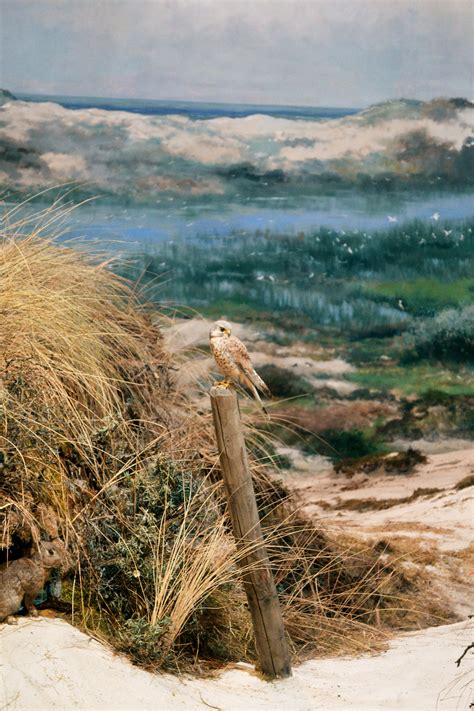 16 Photos Showing How Future Generations Will Remember Animals