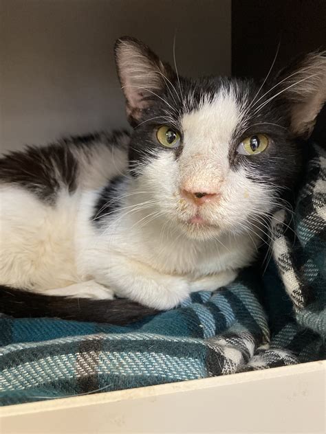 The Black Cat Market - Cat Café on Twitter: "Sometimes people complain