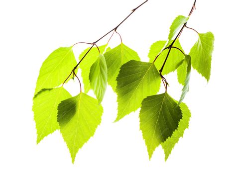 Premium Photo Fresh Green Leaves Of Birch Tree Isolated On White