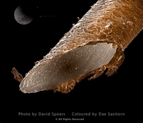 Sem Human Hair African Magnification X 3000 At A4 Print Size Sasy