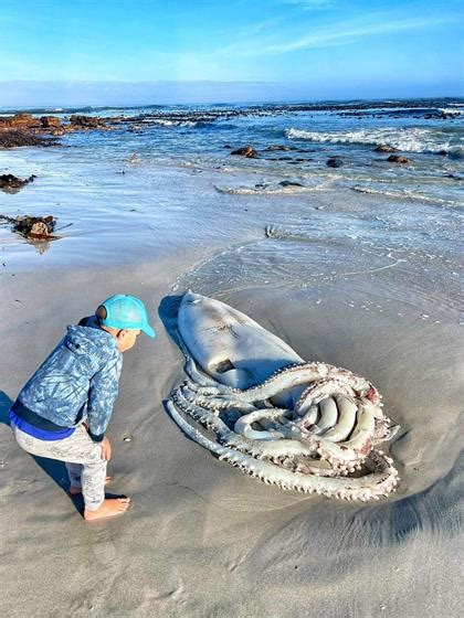 Pics Massive Squid Washes Up On Cape Town Beach News