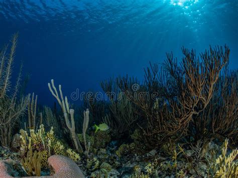 Fringing Reef Of Coral In Bonaire Caribbean Diving Holiday Stock Image