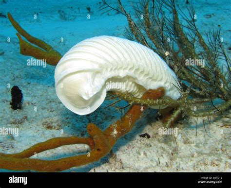 Conch Egg Case Stock Photo Alamy