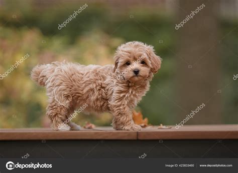 How To Groom A Maltese Poodle Mix