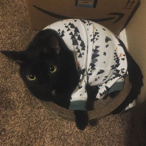 33 Best U Tyrannosaurus Sex Images On Pholder Troll X Chromosomes Trees And Cats