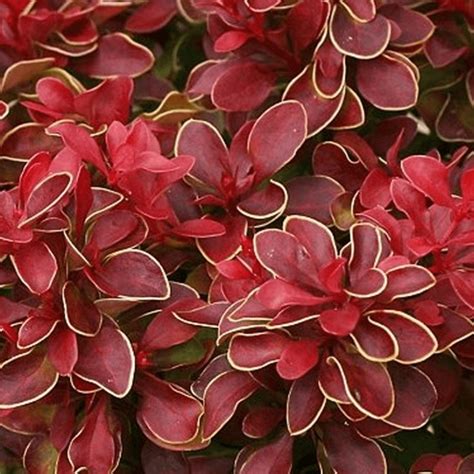 Барбарис Тунберга Чикита. (Berberis thunbergii Chiquita) С3 купить в ...