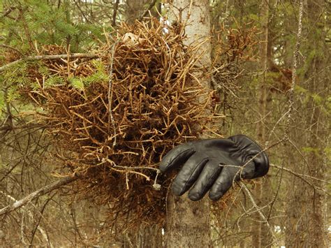 Witch's Broom - Friends of Kananaskis Country