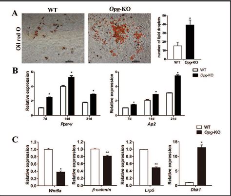 Figure 4 From Role Of Osteoprotegerin Opg In Bone Marrow Adipogenesis